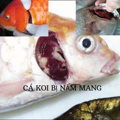 Cloramin T: Giải Pháp Hàng Đầu Cho Cá Koi Bị Nấm Mang và Phòng Ngừa Lây Lan 1 Hình ảnh cá koi bị nấm mang với các đốm đỏ và trắng trên mang