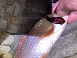 Cloramin T: Giải Pháp Hàng Đầu Cho Cá Koi Bị Nấm Mang và Phòng Ngừa Lây Lan 2 Hình ảnh nấm mang cá koi