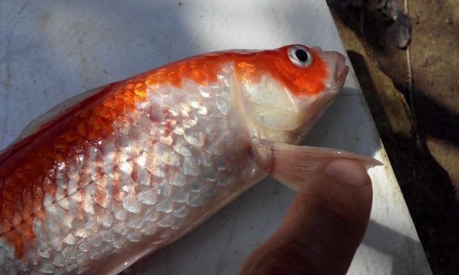 Thuốc Tetra Nhật: Giải pháp toàn diện cho sức khỏe cá Koi 2 Ngăn ngừa các loại nắm cho cá cảnh