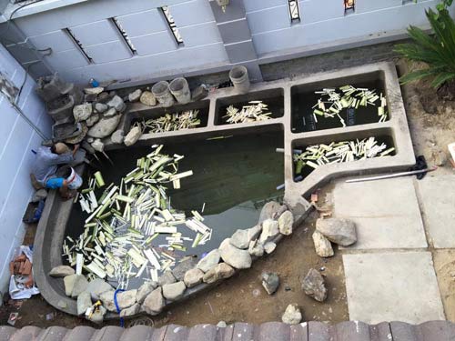 Hướng Dẫn Chi Tiết Xử Lý Nước và Cá Koi Trước Khi Thả Hồ: Bí Quyết Cho Hồ Koi Khỏe Mạnh 2 Ngâm thân chuối trong hồ Koi mới xây giúp cân bằng pH và loại bỏ các chất độc hại còn sót lại