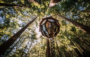 Độc đáo nhà trên cây hình quả thông 9