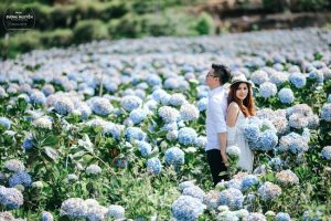 Chiêm ngưỡng cánh đồng hoa cẩm tú cầu đẹp như Tây ở Đà Lạt 1