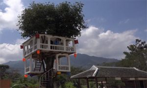 Ấn tượng với ngôi nhà 2 tầng trên cây thị gần 100 tuổi ở Nha Trang 12