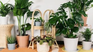 Cây phong thủy đặt trong nhà bếp để hút tài lộc, sung túc 6