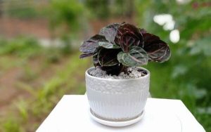 Đuôi công – loài cây phong thủy mang tiền tài, thịnh vượng cho gia chủ 26