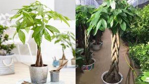 Cây phong thủy cho gia chủ mệnh Kim thăng tiến không ngừng 19