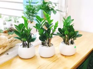 Cây kim tiền: Loài cây phong thủy mang đến giàu sang, phú quý 19