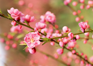 Mẹo chưng hoa ngày tết theo phong thủy giúp gia chủ tấn tài, tấn lộc 23