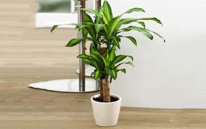 Thiết mộc lan - loài cây phong thủy cho mệnh Hỏa và Mộc phát tài 38