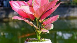 Cây phong thủy cho gia chủ mệnh Thủy chiêu tài, gặp may mắn 29