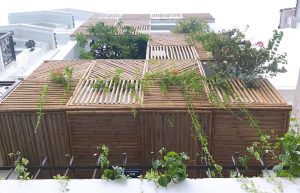 Căn nhà dùng tre trang trí mặt tiền, cây xanh trải khắp không gian 25