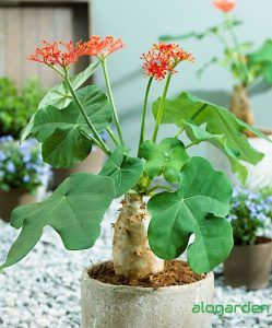 Công dụng ít biết của ngô đồng - loại cây cảnh trồng trong nhà 62