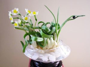 Những loại cây phong thủy trưng ngày Tết giúp đón tài lộc vào nhà 2