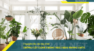 Top 3 nguyên tắc quan trọng khi trồng cây phong thủy trong không gian sống 1