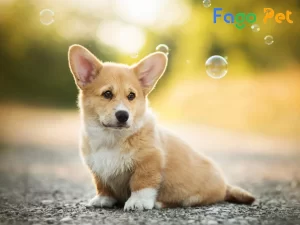 Khám phá vẻ đẹp từ màu lông của chó Corgi 17