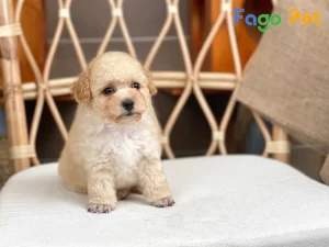 Chó Poodle Màu Vàng Kem: Đặc Điểm Nổi Bật và Giá Bán 27
