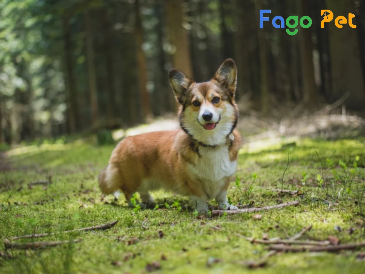 Chó Corgi Sable: Đặc điểm nổi bật và giá bán mới nhất 1