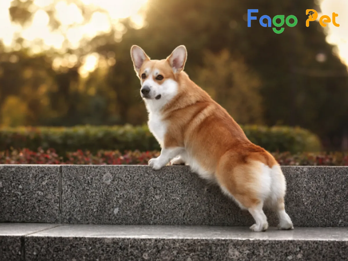 Giá cập nhật của chó Corgi - Tìm hiểu giá chó Corgi mới nhất 1