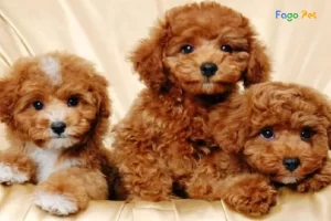 Hết sức thuần chủng - Chó Poodle Tiny: Nguồn Gốc, Đặc Điểm và Giá Bán hiện nay 15