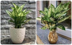 - Bí quyết chăm sóc cây ngọc ngân để mang lại may mắn cho không gian sống 6