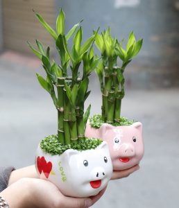 "Top cây cảnh phong thủy hút tài lộc cho 12 con giáp" 1