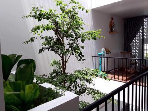 : "Oasis in the City: Những ngôi nhà phố bên những khu rừng xanh mát" 2