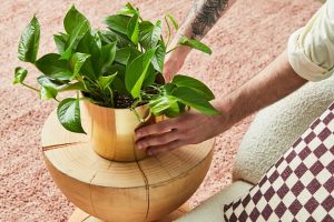 Top 10 loài cây trồng phổ biến trong nhà năm 2022 16