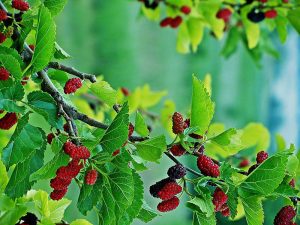 Top 5 loại cây trồng dễ thất bại nếu không chăm sóc đúng cách trong dương trạch 27