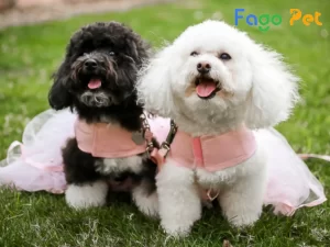 Bí Quyết Phối Giống Chó Poodle Tại Nhà Đơn Giản 41