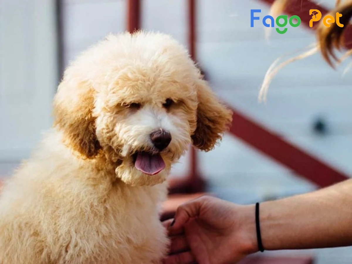 Bệnh phổ biến ở chó Poodle mà bạn cần biết 1