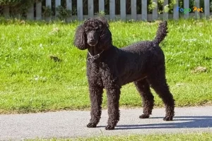 Khám phá thông tin đầy đủ về chó Poodle Standard lớn 40