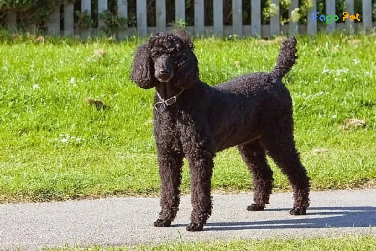 Khám phá thông tin đầy đủ về chó Poodle Standard lớn 1