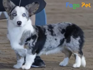 - "Khám Phá Đặc Điểm Nổi Bật của Giống Chó Corgi Màu Xám Blue Merle" 26