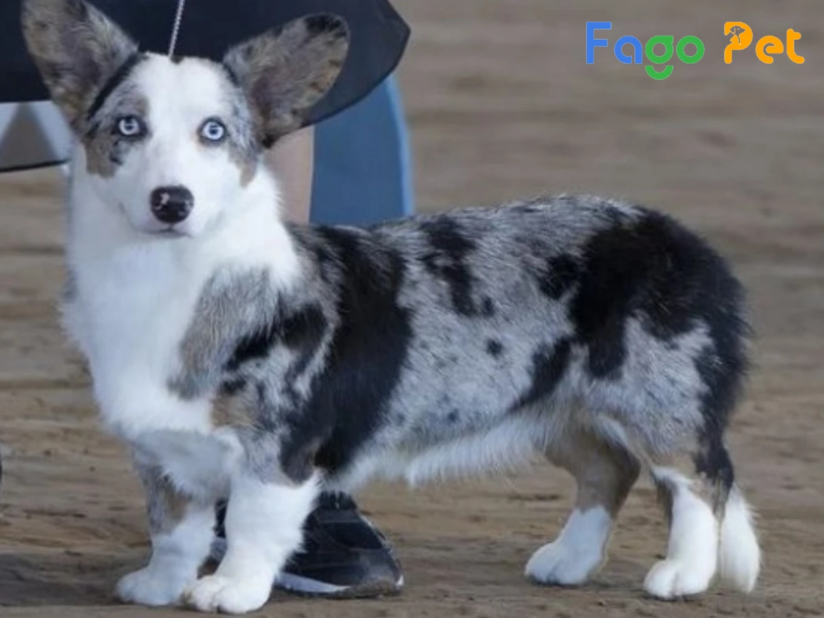 - "Khám Phá Đặc Điểm Nổi Bật của Giống Chó Corgi Màu Xám Blue Merle" 1