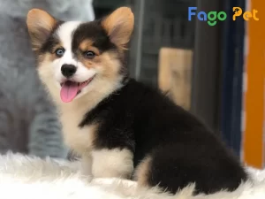 Khám Phá Vẻ Đẹp Tricolor Của Chó Corgi: Đặc Điểm và Màu Lông Hấp Dẫn 27