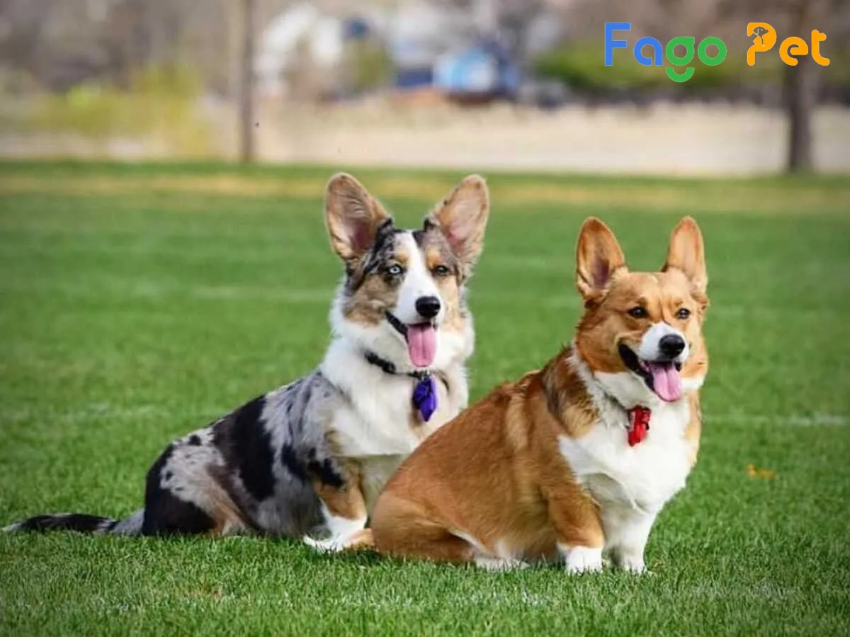 Khám Phá Chó Cardigan Corgi: Nguyên Gốc, Tính Cách và Giá Cả 1