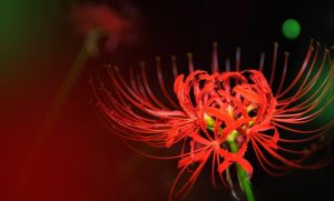 Hoa Bỉ Ngạn: Truyền thuyết và ý nghĩa phong thủy đằng sau loài hoa đẹp mắt 13