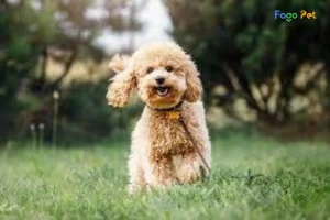 Khám Phá Toàn Bộ Thông Tin Về Chó Poodle Miniature: Nguồn Gốc, Đặc Điểm và Giá Bán 41