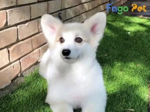 #Khám Phá Đặc Điểm và Giá Bán của Chó Corgi Màu Trắng 28