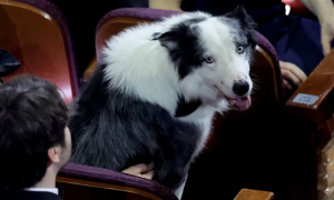 Chú chó Messi có chỗ ngồi riêng tại lễ trao giải Oscar 2