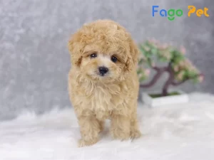 Chó Poodle Màu Kem: Đặc Điểm và Giá Bán Mới Nhất 11