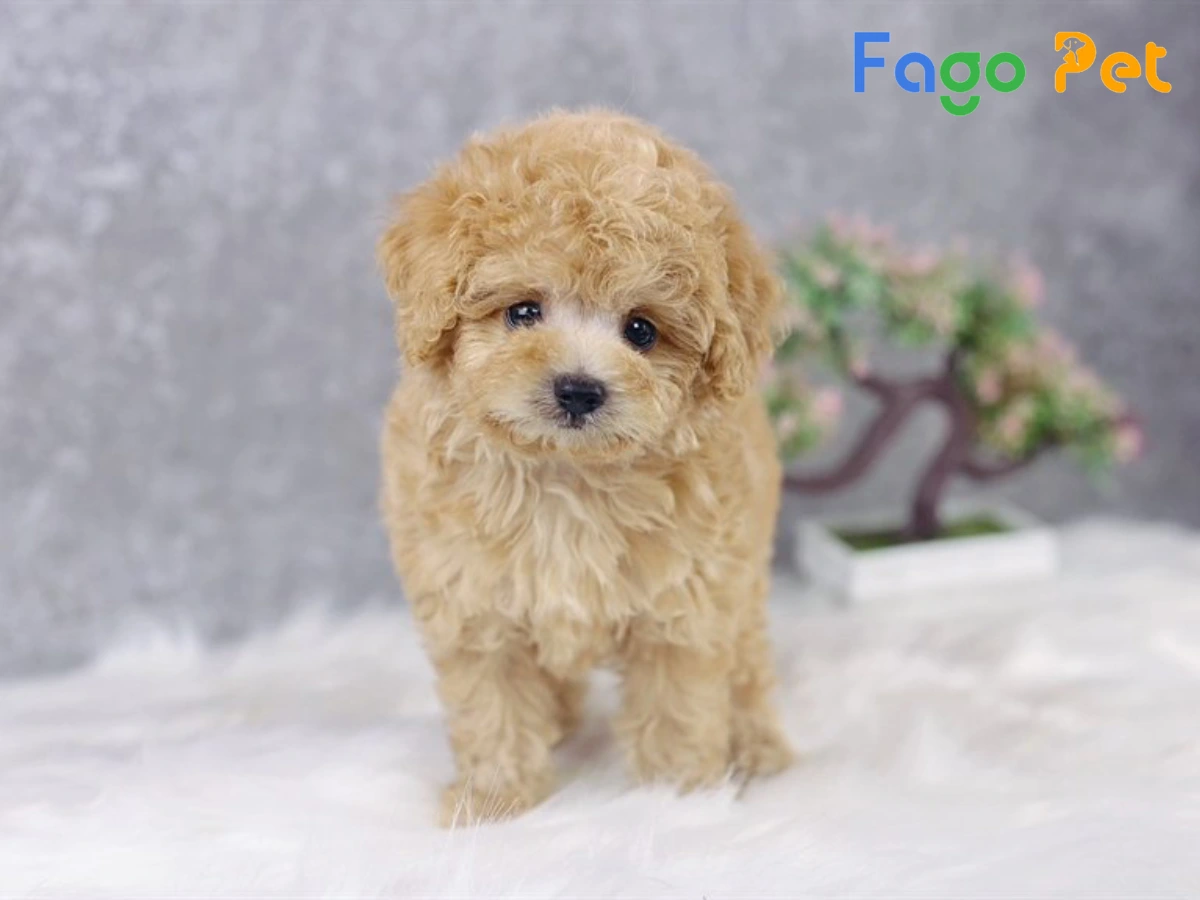 Chó Poodle Màu Kem: Đặc Điểm và Giá Bán Mới Nhất 1