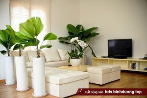 Chuyên gia phong thủy chia sẻ bí quyết giúp cây phong thủy mang đến tài lộc cho gia đình 9