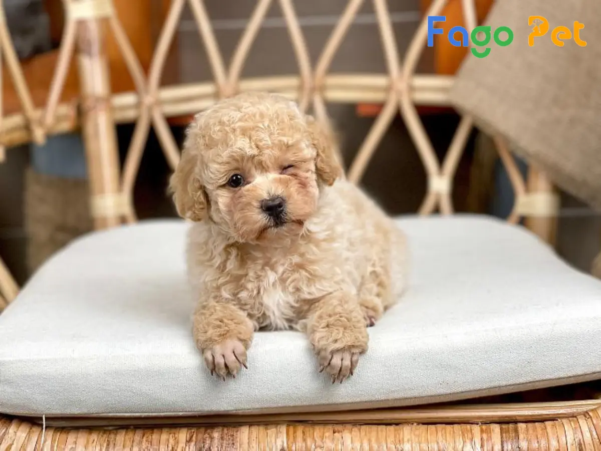 Làm thế nào để chọn chó Poodle thuần chủng khỏe mạnh 1