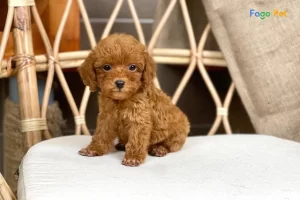 Chó Poodle Toy: Tìm hiểu về nguồn gốc, đặc điểm và giá bán 14
