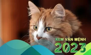 Tử vi và vận hạn năm 2023 (Quý Mão): Phân tích chi tiết số mệnh của bạn 12