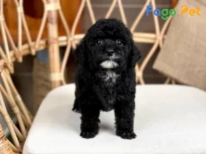 Khám Phá Chó Poodle Đen: Đặc Điểm Nổi Bật, Bí Quyết Chăm Sóc và Giá Tham Khảo 18