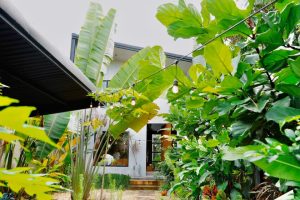 "Hòn ngọc xanh giữa lòng thành phố: Ngôi nhà trong vòng tay cây xanh và tiếng chim hót." 11