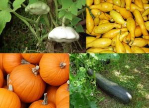 10 sự thật ít người biết về bí ngô – biểu tượng của Halloween 9