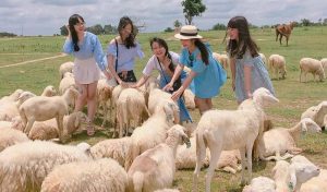 Khám phá vẻ đẹp bình yên của Đồng Cừu An Hòa - điểm du lịch lý tưởng cho du khách 20